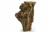 Triassic-Age Petrified Wood Log - Madagascar #378887-3